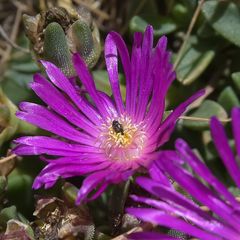 Delosperma basuticum