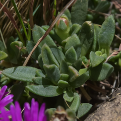 Delosperma basuticum