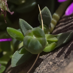 Delosperma basuticum
