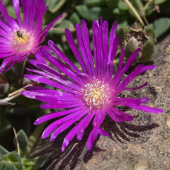 Delosperma basuticum