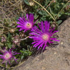 Delosperma basuticum