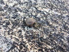 Sonorella allynsmithi