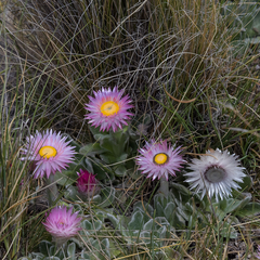 Helichrysum ecklonis