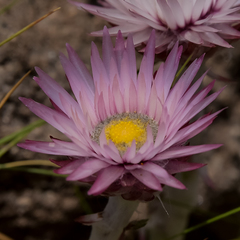 Helichrysum ecklonis