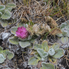 Helichrysum ecklonis