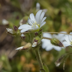 Cerastium arabidis