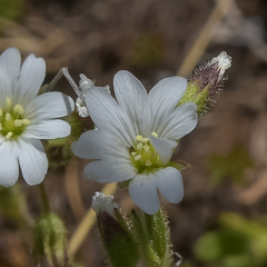 Cerastium arabidis