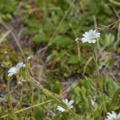 Cerastium arabidis