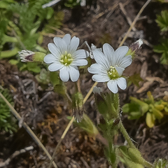 Cerastium arabidis