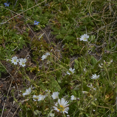 Cerastium arabidis