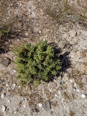 Perityle crassifolia