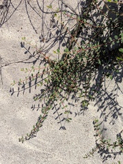 Euphorbia magdalenae