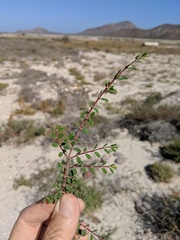 Euphorbia magdalenae