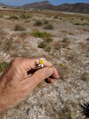 Perityle crassifolia