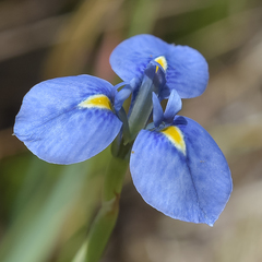 Moraea dracomontana