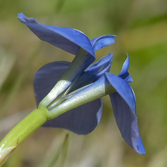 Moraea dracomontana