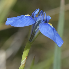 Moraea dracomontana