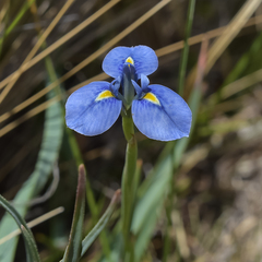 Moraea dracomontana