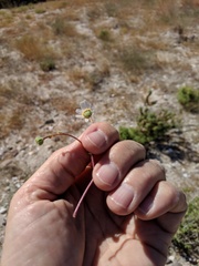 Perityle crassifolia