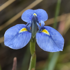 Moraea dracomontana