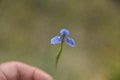 Moraea dracomontana