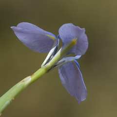 Moraea dracomontana