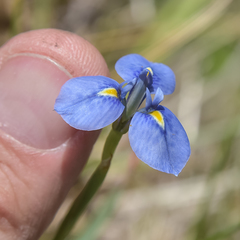 Moraea dracomontana