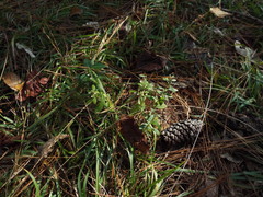 Scutellaria integrifolia