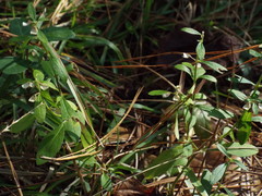 Scutellaria integrifolia