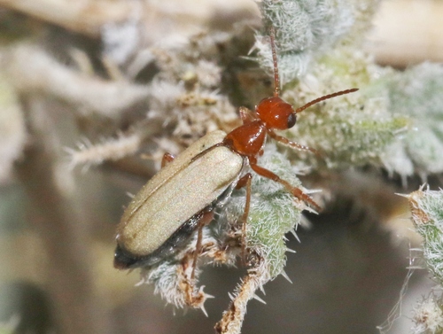 Eupompha imperialis