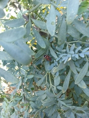 Lygaeus kalmii kalmii
