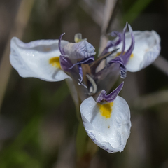 Moraea modesta