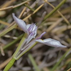 Moraea modesta