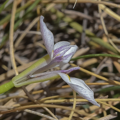 Moraea modesta