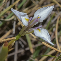 Moraea modesta
