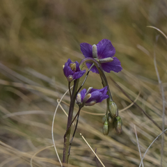 Heliophila rigidiuscula