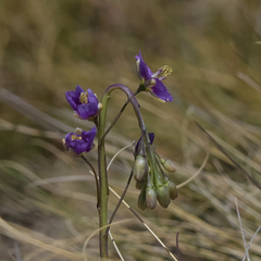 Heliophila rigidiuscula