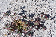 Drymaria holosteoides