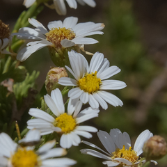 Eumorphia sericea robustior