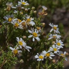 Eumorphia sericea robustior