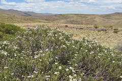 Eumorphia sericea robustior