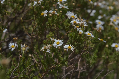 Eumorphia sericea robustior