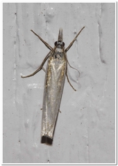 Crambus girardellus