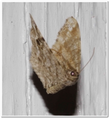 Macaria pinistrobata