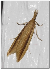 Donacaula albicostellus
