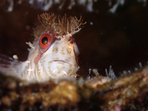 Mosshead Warbonnet