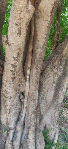 Image of Ficus mollis by (c) T R Shankar Raman, some rights reserved (CC BY)