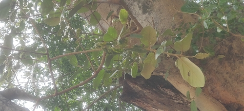 Image of Ficus mollis by (c) T R Shankar Raman, some rights reserved (CC BY)