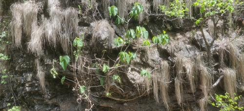Ficus anamalayana (Ficus anamalayana)