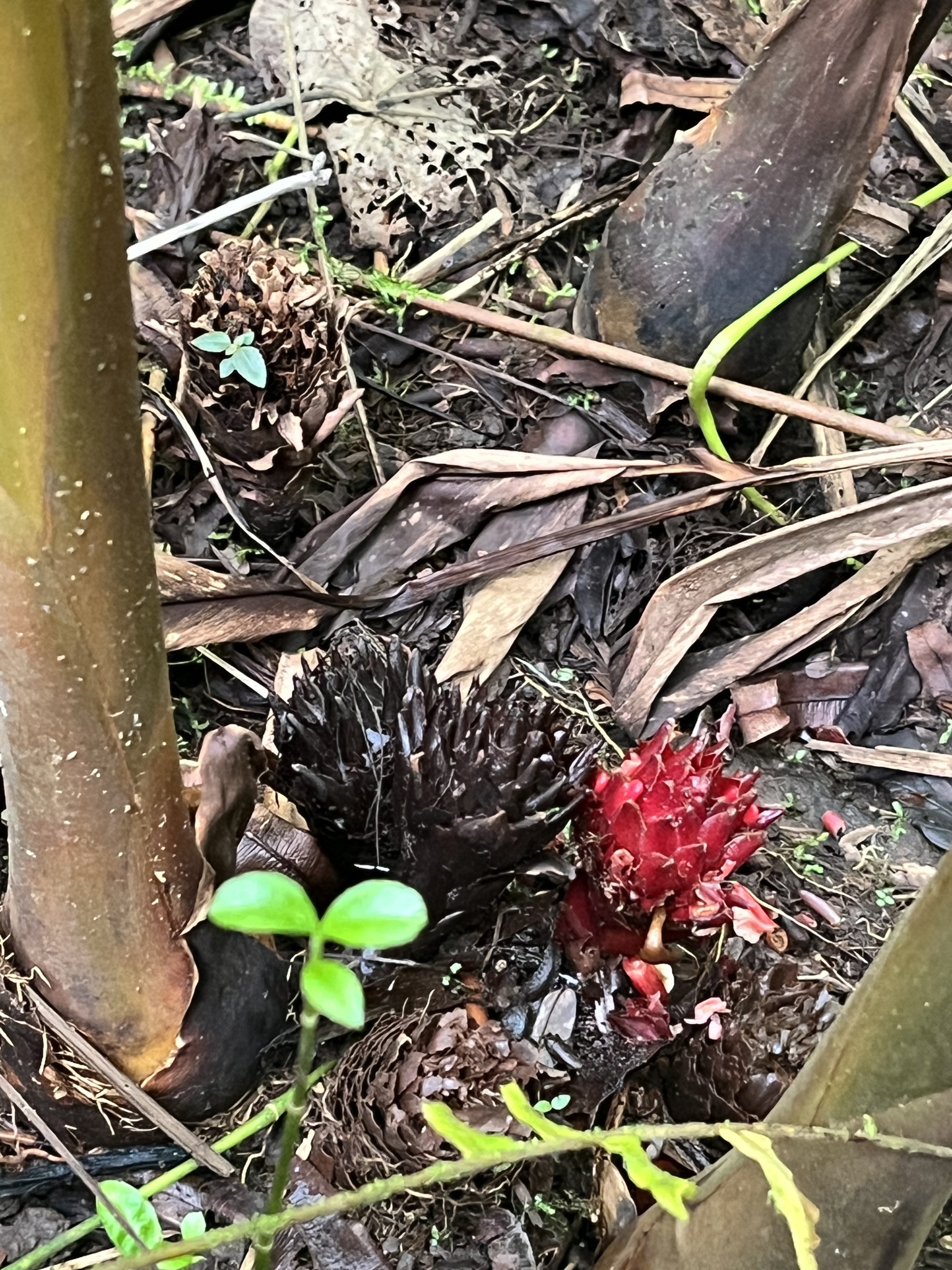 Etlingera cevuga